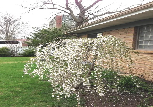 Photo 4 of Single family home for sale at 809 W Delaware Ave, Urbana, IL 61801 | MLS# 12674522 | Listing updated on 2026-08-10