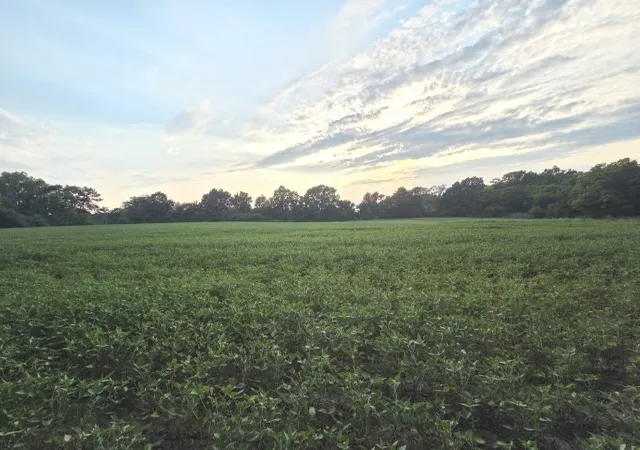 Photo 1 of Land for sale at 0 Phillip St, Waltonville, IL 62894 | MLS# 12726587 | Listing updated on 2026-08-12
