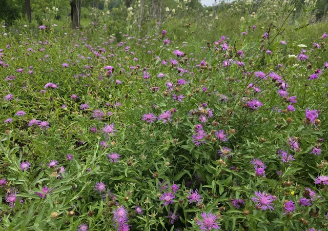 Photo 3 of Land for sale at 37097 Belle Plaine Ave, Beach Park, IL 60087 | MLS# 12727073 | Listing updated on 2026-09-09
