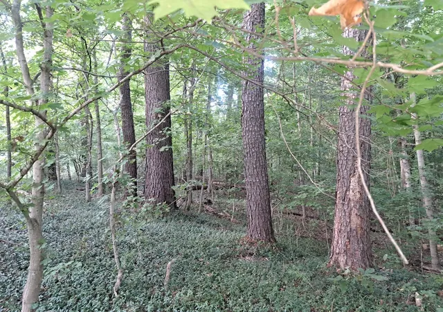 Photo 3 of Land for sale at 3952 & 4013 Devils Frk Rd, Carbondale, IL 62901 | MLS# 12757430 | Listing updated on 2026-09-17