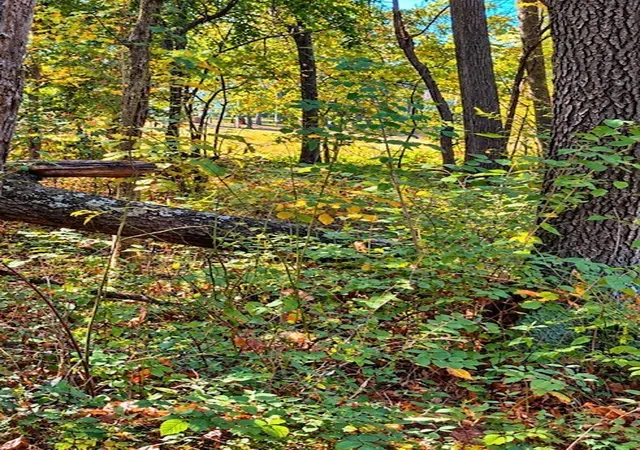Photo 4 of Land for sale at Tbd E Reynolds Ln, Mt Vernon, IL 62864 | MLS# 12795969 | Listing updated on 2026-10-28