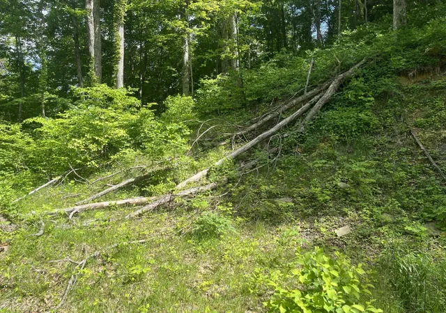 Homes for sale in Stanton, KY | 0 Birch Hollow Rd #Lot 12, Stanton, KY 40380 | MLS# 642708