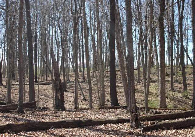 Photo 3 of Land for sale at 1694 Poindexter Rd, Cynthiana, KY 41031 | MLS# 644164 | Listing updated on 2026-06-30