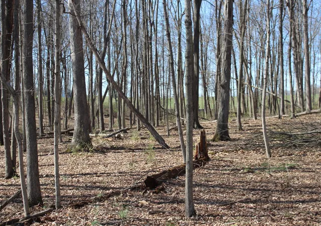 Photo 3 of Land for sale at 1480 Poindexter Rd, Cynthiana, KY 41031 | MLS# 644162 | Listing updated on 2026-06-30