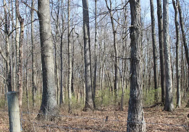 Photo 3 of Land for sale at 1474 Poindexter Rd, Cynthiana, KY 41031 | MLS# 644161 | Listing updated on 2026-06-30