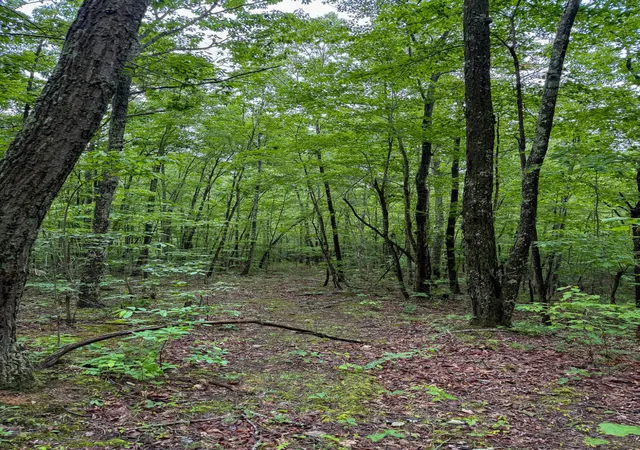 Photo 3 of Land for sale at 0 Thorp Ridge Rd, Wallingford, KY 41093 | MLS# 644663 | Listing updated on 2026-07-15