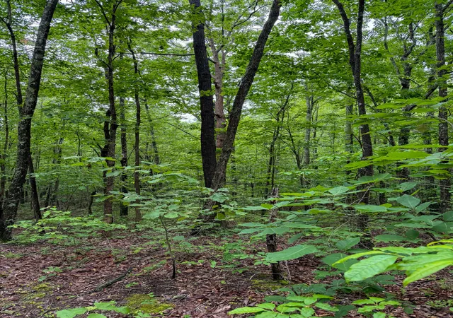 Photo 3 of Land for sale at 0 Thorp Ridge Rd, Wallingford, KY 41093 | MLS# 644663 | Listing updated on 2026-07-15