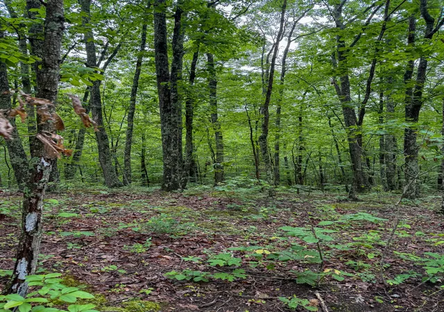 Photo 4 of Land for sale at 0 Thorp Ridge Rd, Wallingford, KY 41093 | MLS# 644663 | Listing updated on 2026-07-15