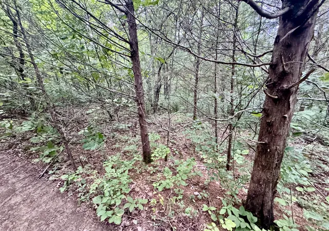 Photo 4 of Land for sale at 79 Acres Lawrenceville Rd #6, Williamstown, KY 41097 | MLS# 645279 | Listing updated on 2026-10-24
