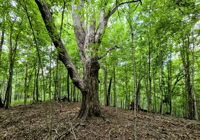 Photo 1 of Land for sale at 0 Highway 184, Sparta, KY 41086 | MLS# 645760 | Listing updated on 2026-08-17