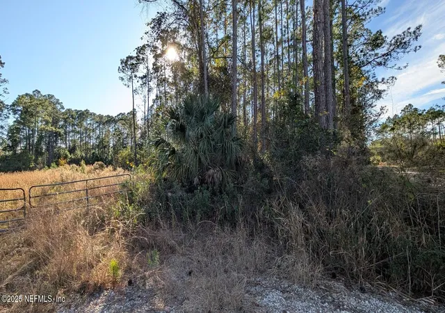 Photo 4 of Land for sale at 113 White Pine Ln, Georgetown, FL 32139 | MLS# 2121800 | Listing updated on 2026-06-15