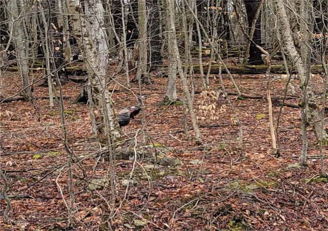 4th image of 0 Schlafer Rd, Guilford, NY 13780 | MLS# R1669058