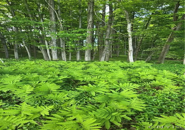 2nd image of Saunders Rd, Clinton, NY 13323 | MLS# S1684006