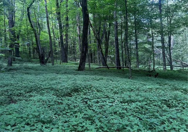 4th image of Ivan Mereness Rd, Decatur, NY 12197 | MLS# R1701623