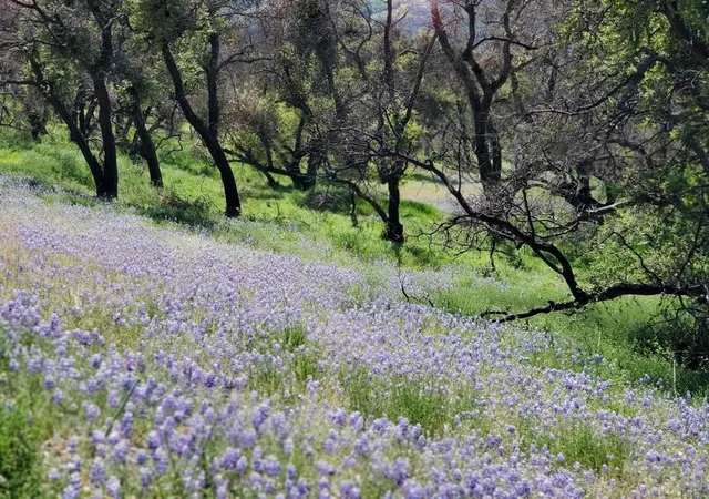 5th image of 0 Cachagua, Carmel Valley, CA 93924 | MLS# ML81884266