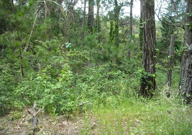 5th image of 700 Cedar St, Moss Beach, CA 94038 | MLS# ML81930827