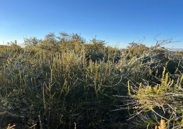12th image of 0 Pine Canyon Rd, King City, CA 93930 | MLS# ML81974476