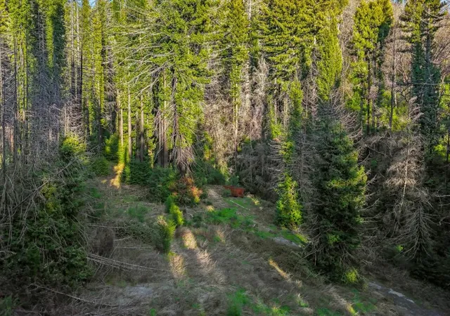 35th image of 21200 Big Basin Way, Boulder Creek, CA 95006 | MLS# ML81998742