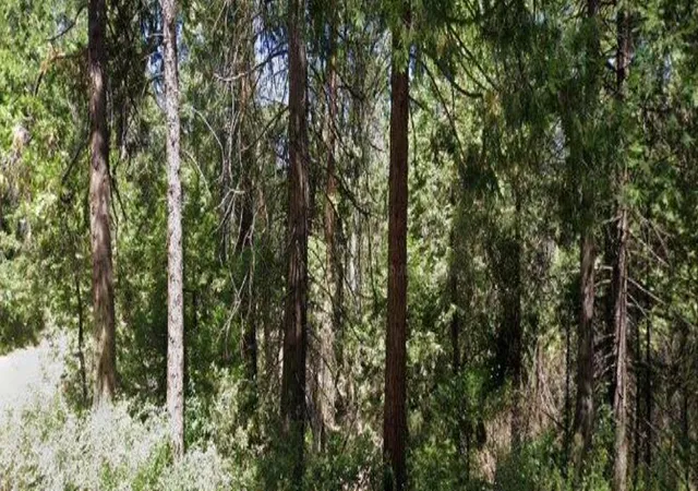 1st image of 166 Higdon Rd, West Point, CA 95255 | MLS# ML82005875