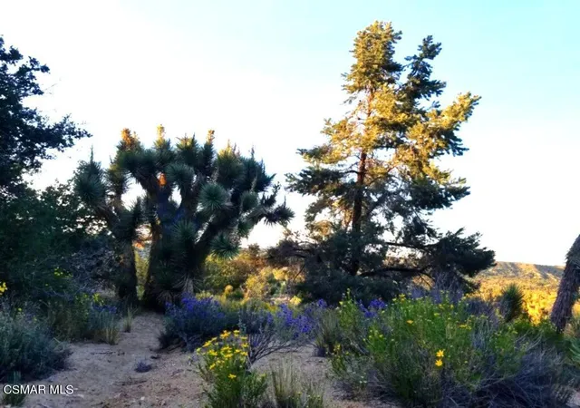 1st image of Panorama Rd, Llano, CA 93544 | MLS# 225005664