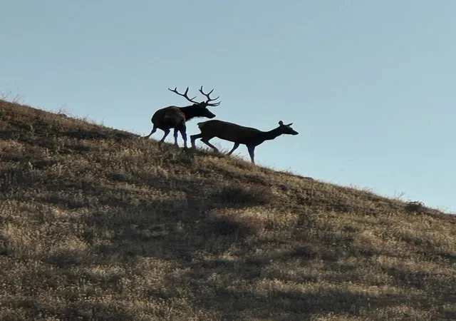 1st image of 19825 New Idria Rd, Paicines, CA 95043 | MLS# ML82032657