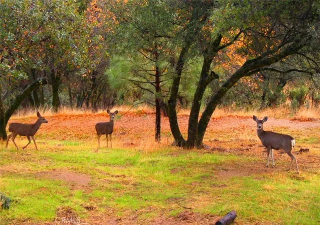 3rd image of 0 Revis Rd, Coarsegold, CA 93614 | MLS# SW26019996