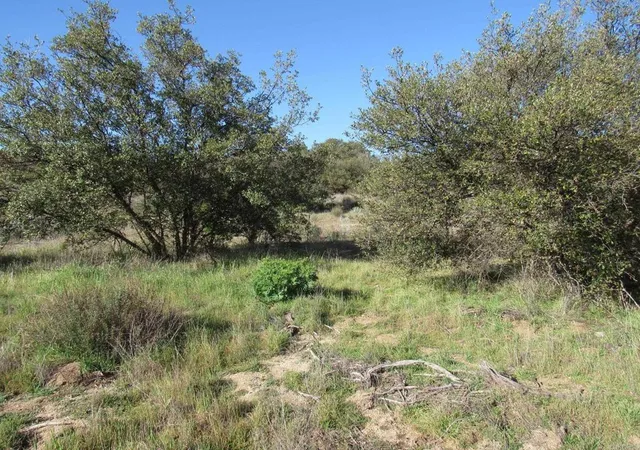 3rd image of 4 38 Acres Buckman Springs Rd, Campo, CA 91906 | MLS# PTP2601114