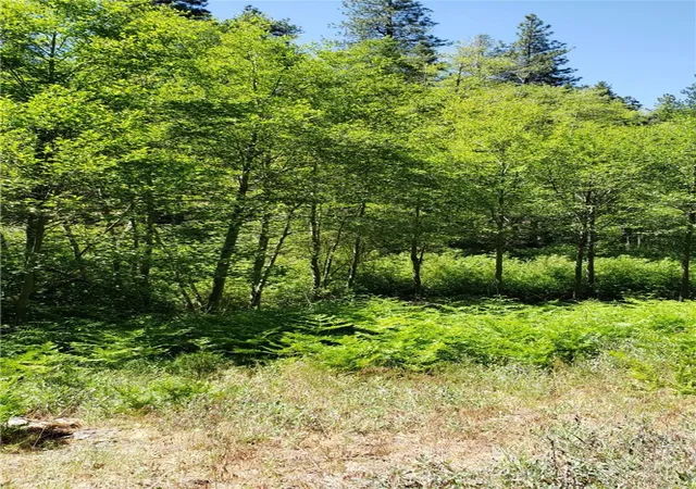 5th image of 29531 Little Bear Creek Rd, Cedar Glen, CA 92321 | MLS# WS26040295