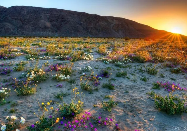 5th image of Palm Canyon Dr Lots 283 & 284, Borrego Springs, CA 92004 | MLS# NDP2603036