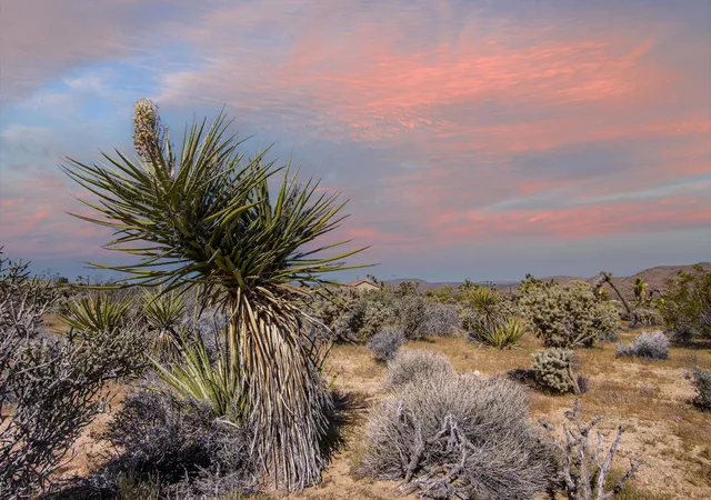 1st image of 102 Saddleback Rd, Joshua Tree, CA 92252 | MLS# 219146122PS