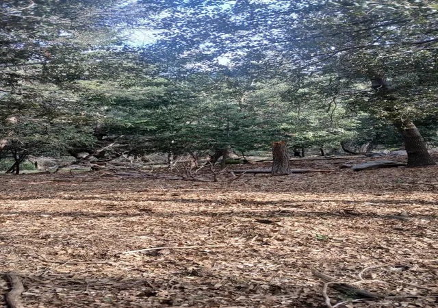 5th image of 0 Alder Creek Rd, Crestline, CA 92325 | MLS# 219146131DA