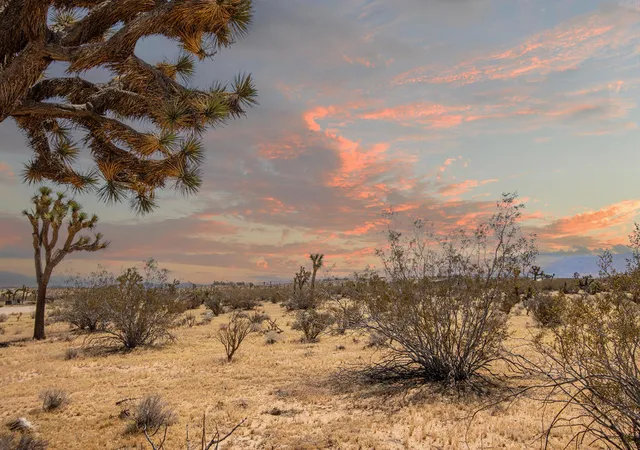 1st image of 60531 Cielito Dr, Joshua Tree, CA 92252 | MLS# 219146242DA