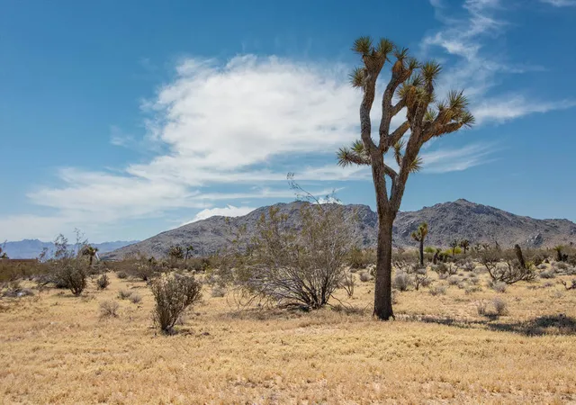 Photo 3 of Land for sale at 60531 Cielito Dr, Joshua Tree, CA 92252 | MLS# 219146242DA | Listing updated on 2026-07-09
