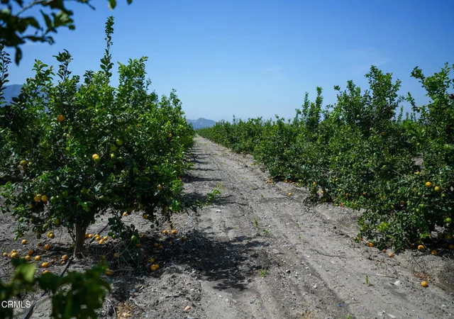Photo 4 of Land for sale at 2417 S Mountain Rd, Fillmore, CA 93015 | MLS# V1-36500 | Listing updated on 2026-05-19