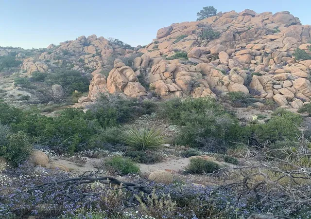 13th image of 5850 Cactus Canyon Trl, Yucca Valley, CA 92284 | MLS# 219148534DA