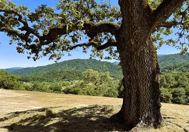 11th image of 37 E Pronghorn, Carmel, CA 93923 | MLS# ML82049301