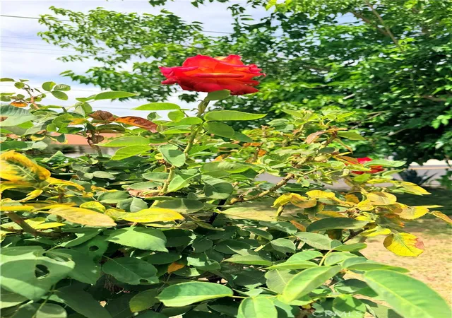 Photo 4 of Single family home for sale at 41931 Thornton Ave, Hemet, CA 92544 | MLS# SW26123751 | Listing updated on 2026-06-28