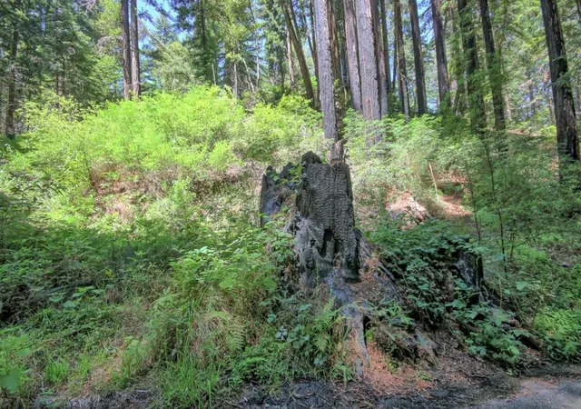4th image of 154 Leafwood Dr, Boulder Creek, CA 95006 | MLS# ML82050807