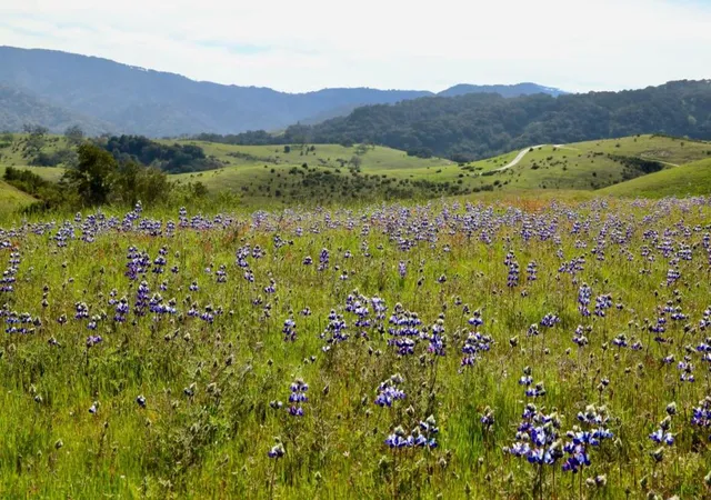 3rd image of 1 Peñon Peak Trail (Lot 217), Carmel, CA 93923 | MLS# ML82051228