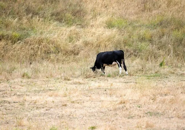5th image of 1 Little Merrill Rd, San Juan Bautista, CA 95045 | MLS# ML82051786