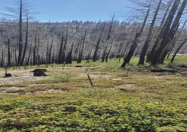 Photo 3 of Land for sale at 5406 Wooded Glen Dr, Grizzly Flats, CA 95636 | MLS# ML82052052 | Listing updated on 2026-10-01