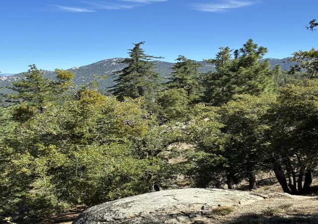 5th image of 24930 Pine Cove Rd, Idyllwild, CA 92549 | MLS# 219149929DA