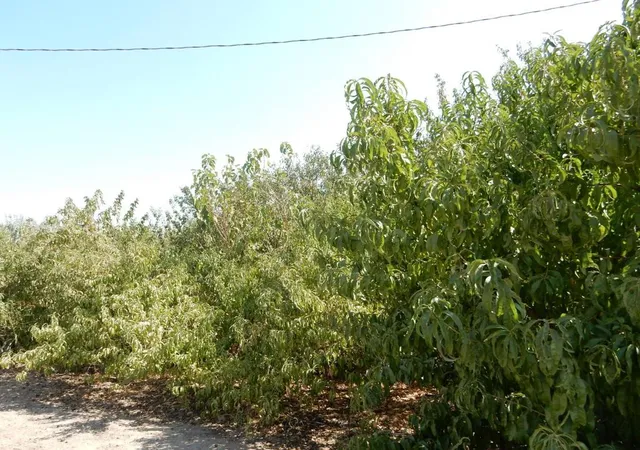 5th image of 7861 Whitworth Rd, Gustine, CA 95322 | MLS# ML82053243