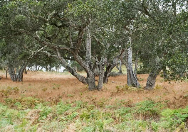 4th image of 0 Valle Pacifico, Salinas, CA 93907 | MLS# ML82053459