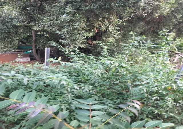Photo 2 of Land for sale at 0 Edendale Pl, Los Angeles, CA 90039 | MLS# V1-37591 | Listing updated on 2026-07-14