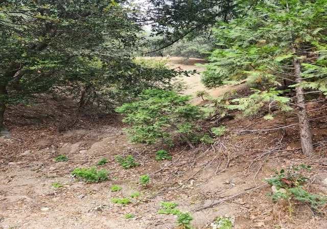 2nd image of 0 Fern Canyon Rd, Crestline, CA 92325 | MLS# 219150283DA