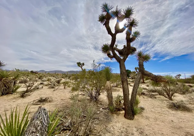Photo 3 of Land for sale at 6925 Sunnyhill Rd, Joshua Tree, CA 92252 | MLS# 219152047PS | Listing updated on 2026-09-13