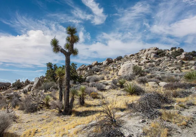 Photo 3 of Land for sale at 205 Bandera Rd, Yucca Valley, CA 92284 | MLS# 219153344PS | Listing updated on 2026-09-28