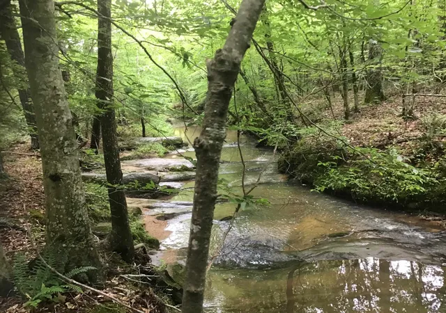 Photo 5 of Land for sale at 0 Tom Wright Rd, Franklinton, NC 27525 | MLS# 10125504 | Listing updated on 2026-07-18