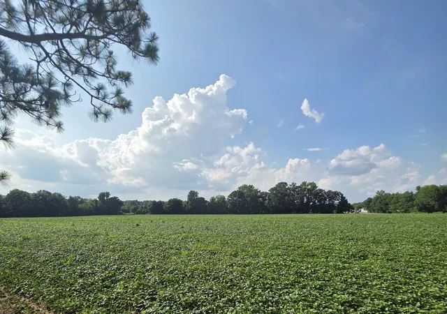 5th image of 0 Eldridge Rd, Newton Grove, NC 28366 | MLS# 10184229